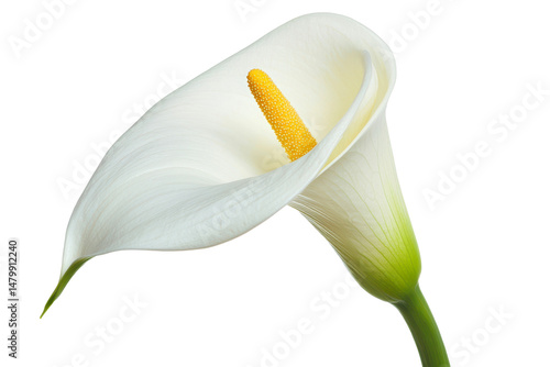 Elegant White Calla Lily Isolated on White Background