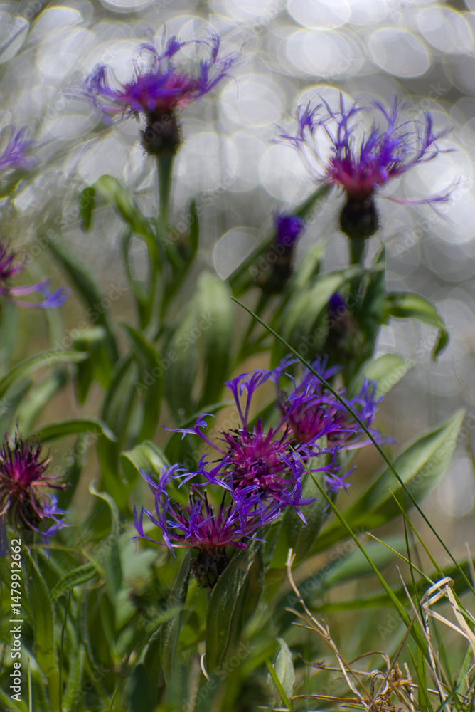 Exquisite macro capture of a violet flower, showcasing vivid petals, soft purples, and delicate textures against a naturally blurred backdrop, evoking timeless elegance. Exquisite macro capture of a violet flower, showcasing vivid petals, soft purples, and delicate textures against a naturally blurred backdrop, evoking timeless elegance.