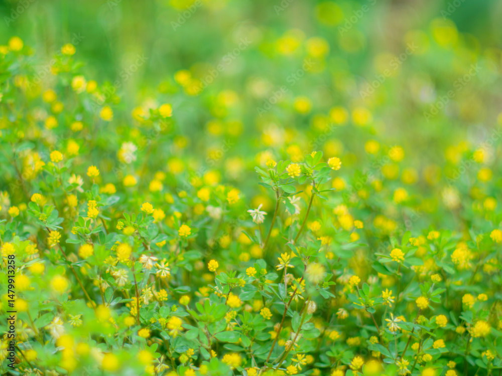 Obraz premium 春の公園や野原を彩るコメツブツメクサのある景色。野原の風景。フィルムカメラのような柔らかい雰囲気
