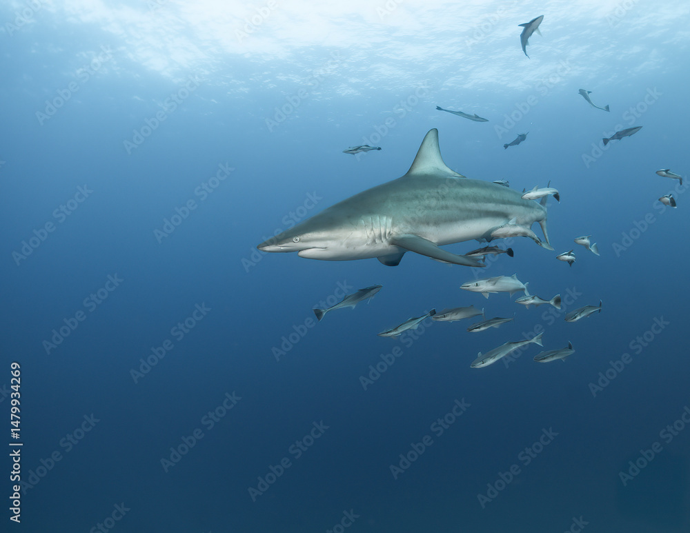 Fototapeta premium Tiburón con remoras