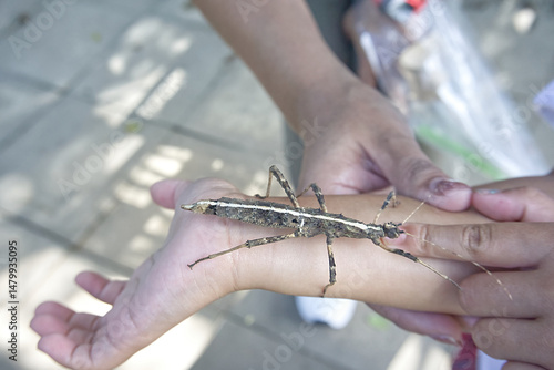 Stick Insect on Child's Arm, Nature and Wildlife Interaction.