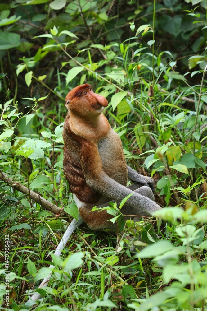 Fototapeta premium Bako National Park proboscis monkey
