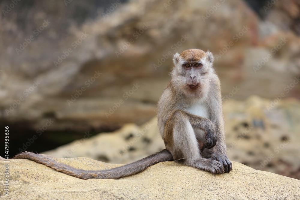 Naklejka premium Crab-eating macaque monkey in Borneo, Malaysia