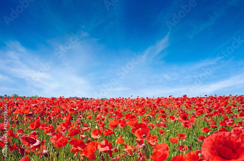 Vast field of red poppies in full bloom stretching to the horizon. The poppies cover the landscape under a bright blue sky with light clouds.