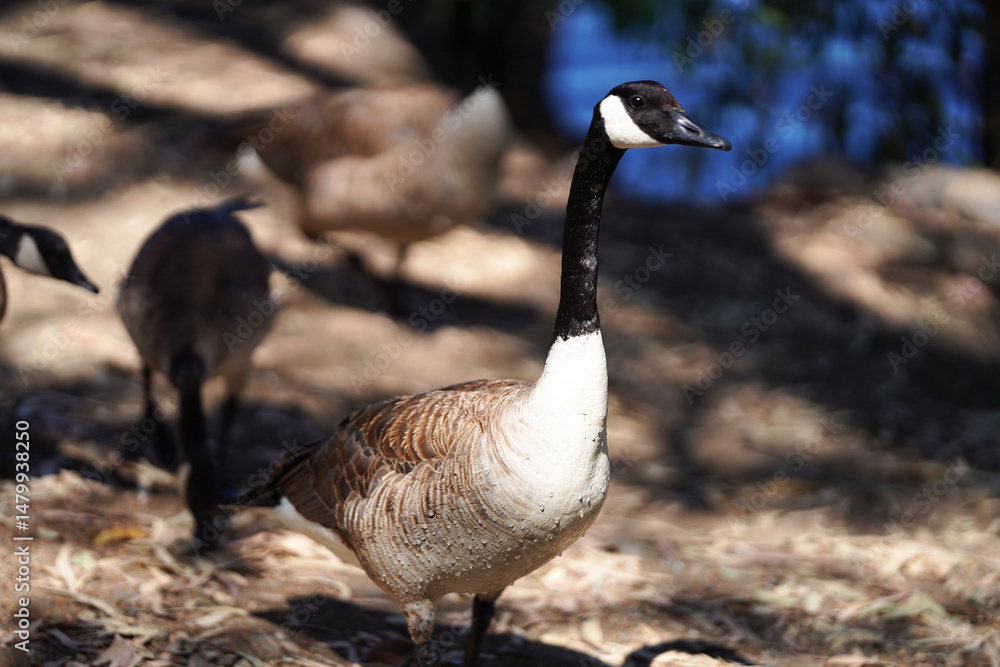 Fototapeta premium American Geese - ガチョウ カリフォルニア アメリカ