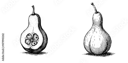 Vintage black ink sketch of sliced bottle gourd and whole gourd  