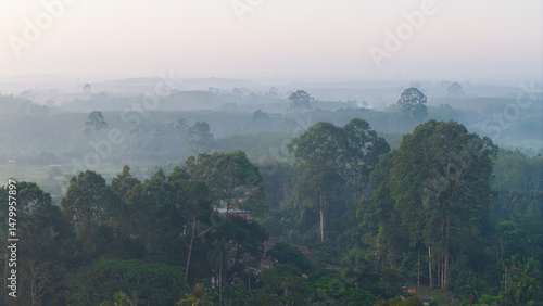 Aerial vire tropical green background of tropical rain forest morning with fog