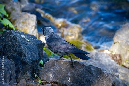 a jackdaw is looking for food on the rocks by the lake