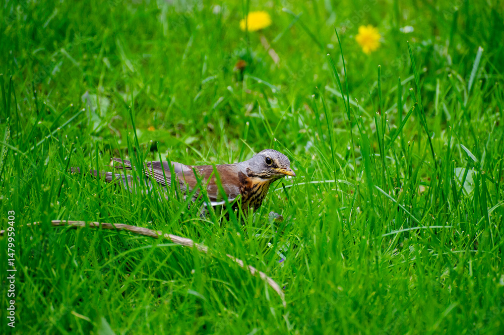 Fototapeta premium fieldfare (turdus pilaris) on the grass and dandelions
