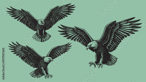 Vintage engraved eagle flying with wide spread wings powerful feathers visible and majestic airborne predator pose