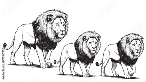Vintage engraved lion walking gracefully forward with flowing mane focused eyes and confident natural movement
