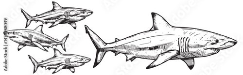 Vintage engraved shark swimming side view showing streamlined body dorsal fin and detailed underwater predator anatomy