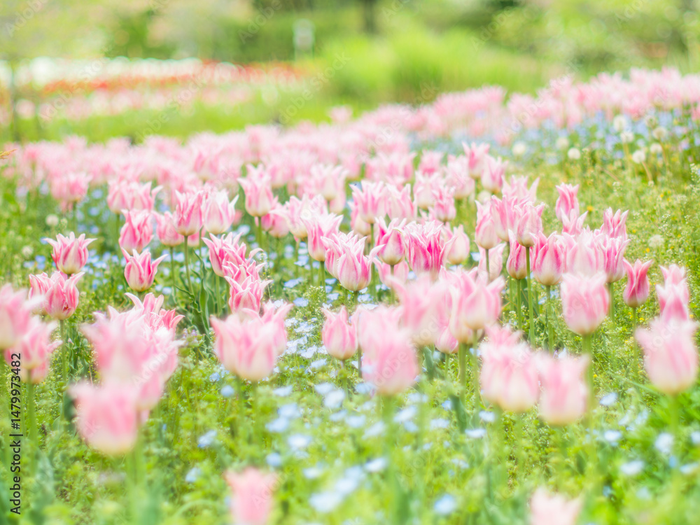 Obraz premium 春の公園や花壇を彩るチューリップのある風景。自然風景素材。フィルム写真のような柔らかい雰囲気。