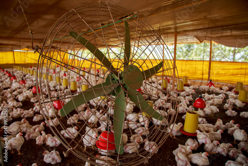 Ventilation System in Poultry House: Fan Operating to Reduce Heat Stress in Broiler Flock