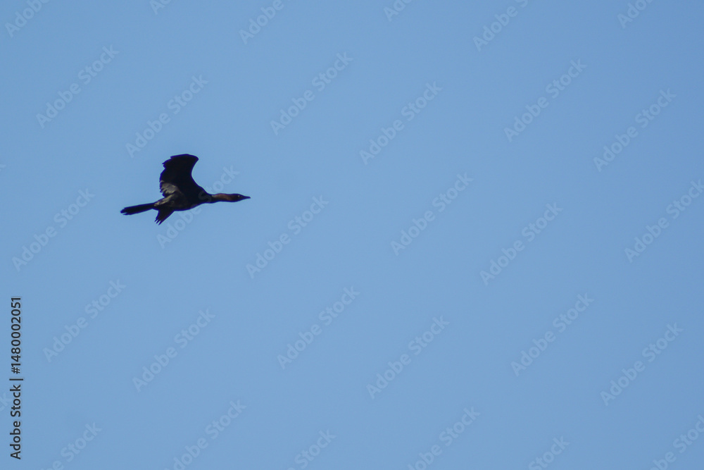 Obraz premium Cormorant in the sky. Black flying bird in the blue sky. Cormorant in the wild