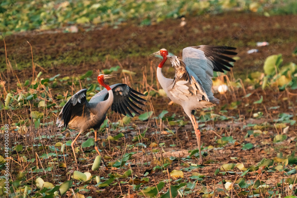 Fototapeta premium Majestic Thai Sarus Cranes displaying courtship behavior in a natural wetland habitat, symbolizing harmony, biodiversity, and the vital role of conservation efforts to protect native bird species