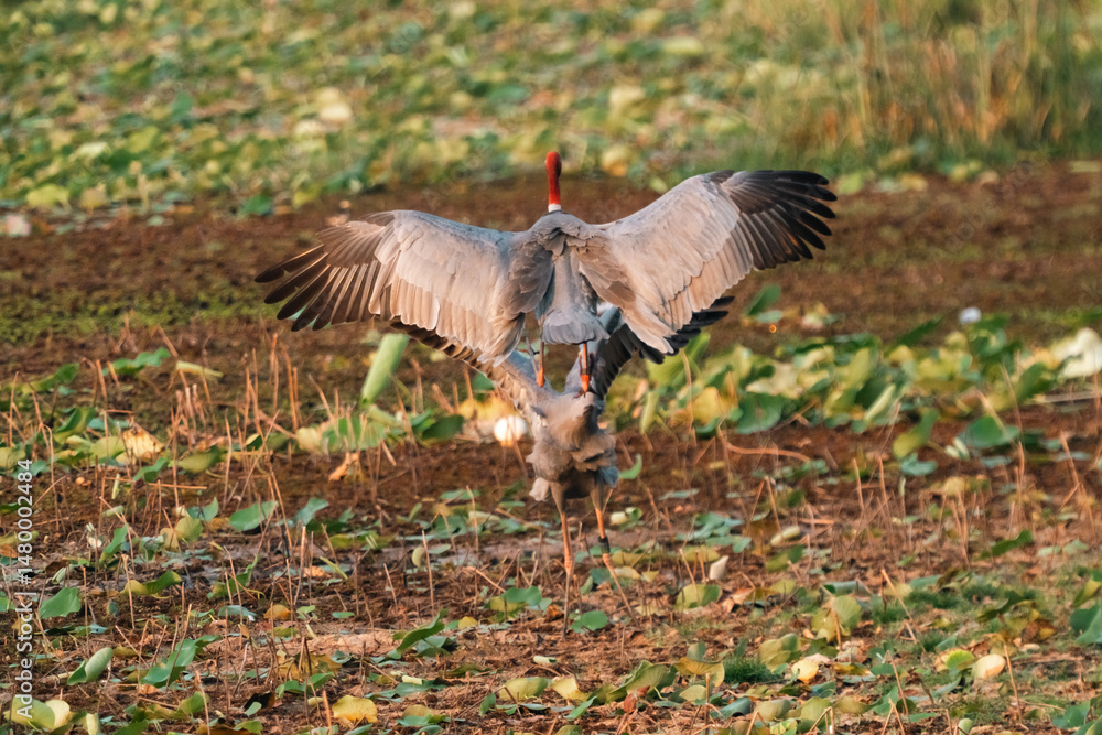 Fototapeta premium Majestic Thai Sarus Cranes displaying courtship behavior in a natural wetland habitat, symbolizing harmony, biodiversity, and the vital role of conservation efforts to protect native bird species