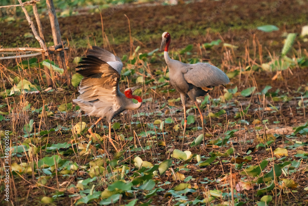 Fototapeta premium Majestic Thai Sarus Cranes displaying courtship behavior in a natural wetland habitat, symbolizing harmony, biodiversity, and the vital role of conservation efforts to protect native bird species