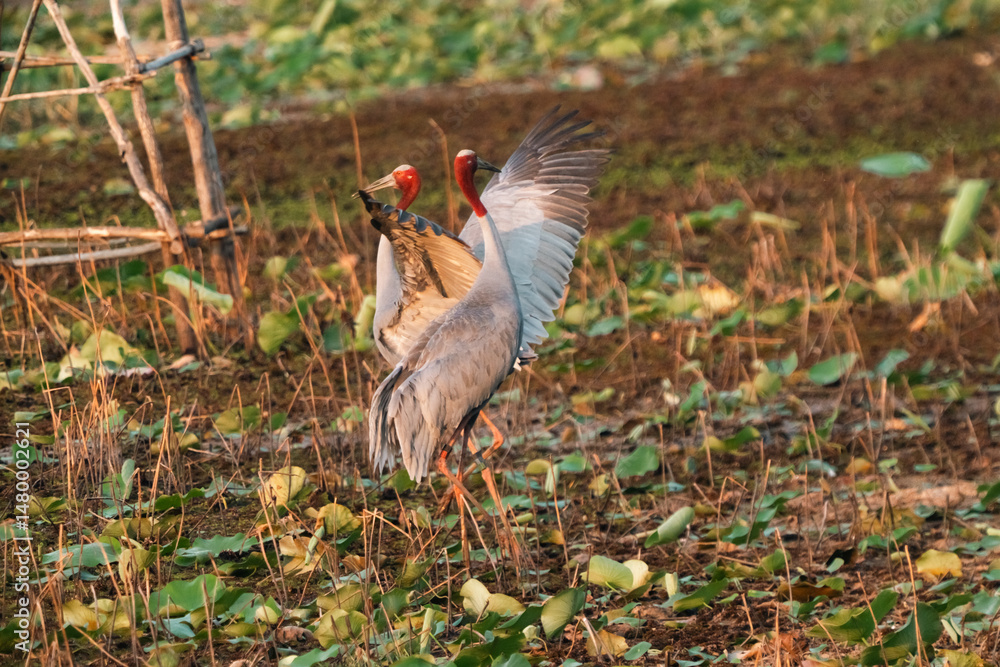 Fototapeta premium Majestic Thai Sarus Cranes displaying courtship behavior in a natural wetland habitat, symbolizing harmony, biodiversity, and the vital role of conservation efforts to protect native bird species