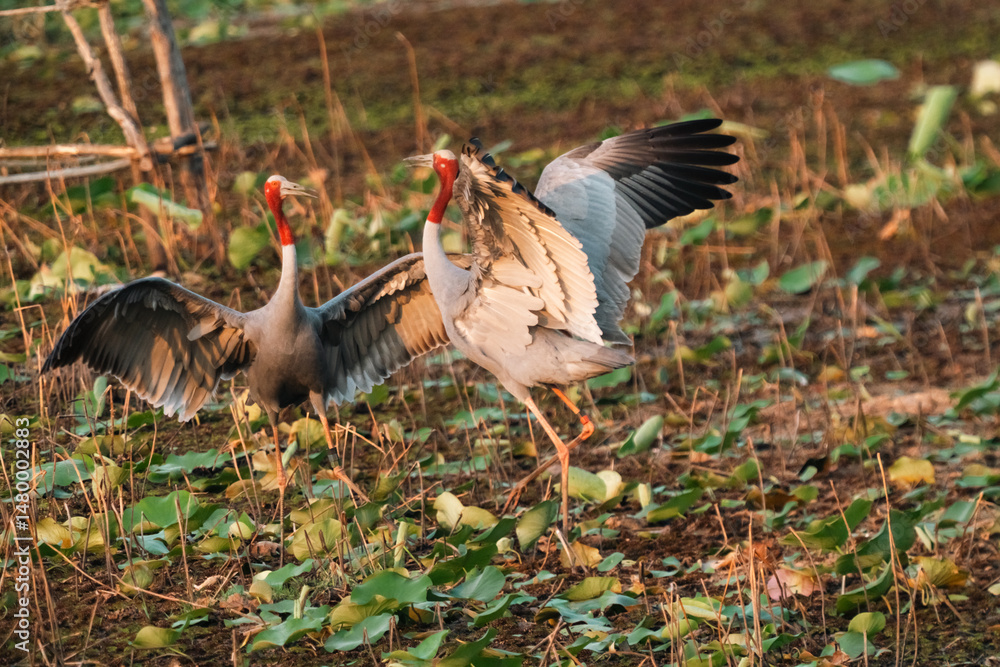 Fototapeta premium Majestic Thai Sarus Cranes displaying courtship behavior in a natural wetland habitat, symbolizing harmony, biodiversity, and the vital role of conservation efforts to protect native bird species