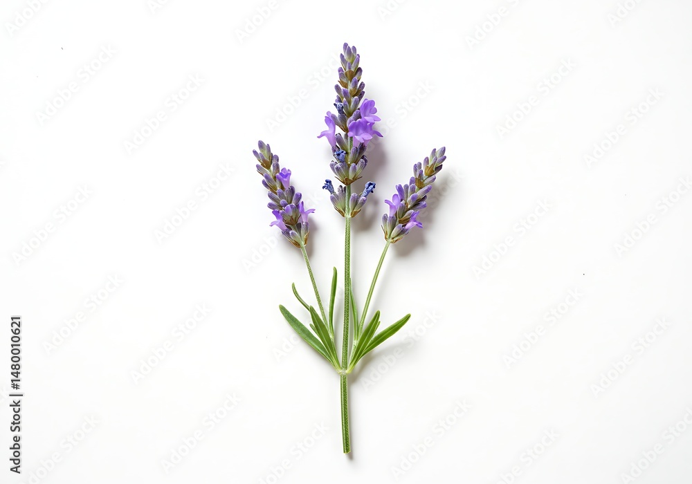 Fototapeta premium Three sprigs of lavender on a plain white background
