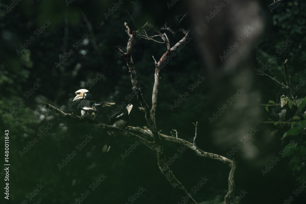 Fototapeta premium Oriental pied hornbills resting on a tree branch in the heart of a tropical rainforest showcasing the beauty of rich biodiversity wildlife conservation
