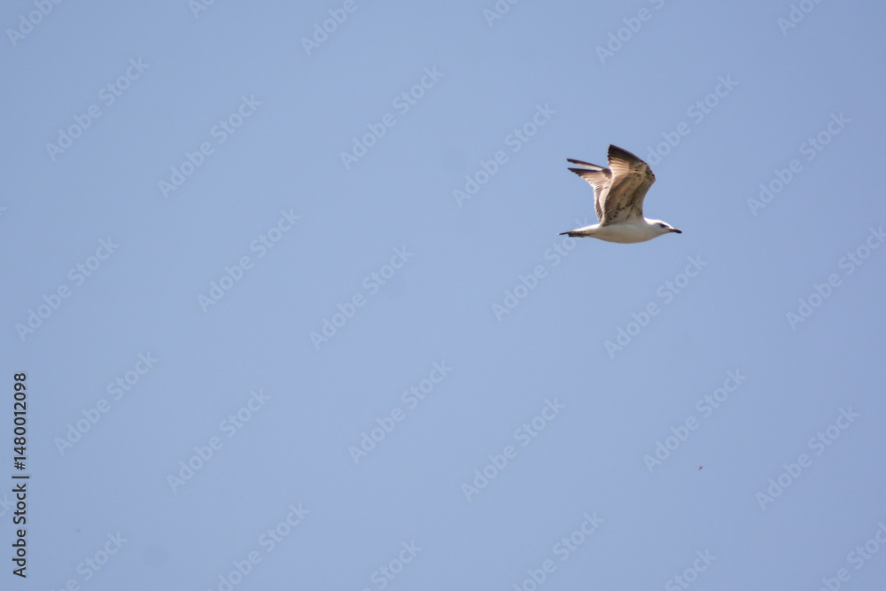 Fototapeta premium A birds flying in the blue sky. Birds in the wild. Wildlife animals. Flying birds