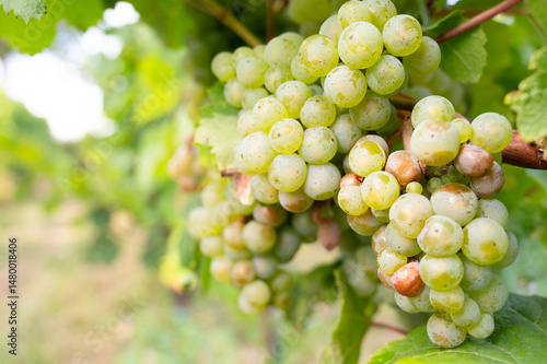 Wallpaper Mural Green ripe riesling wine grapes growing on vine, vineyard in Trier, Mosel Valley Germany, landscape and agriculture, rhineland palatine  Torontodigital.ca