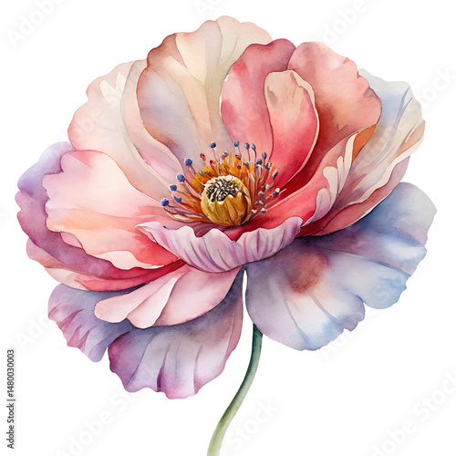Watercolor Flowers  isolated on transparent background