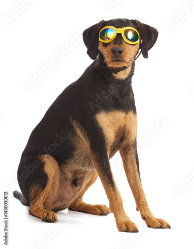 cute dog with yellow sunglasses