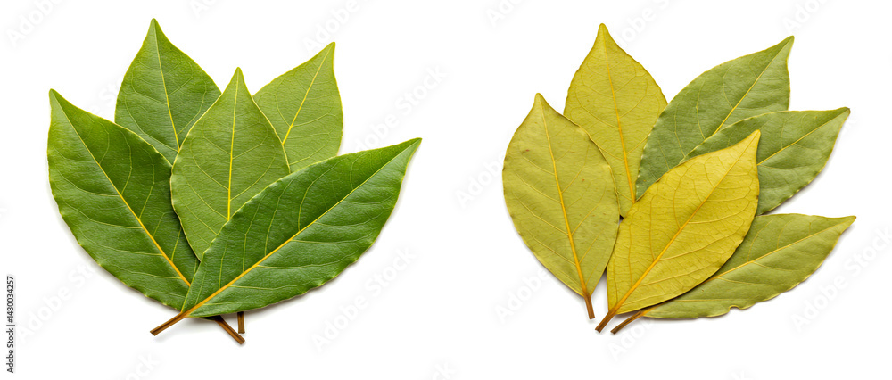 Fototapeta premium green leaves isolated on white