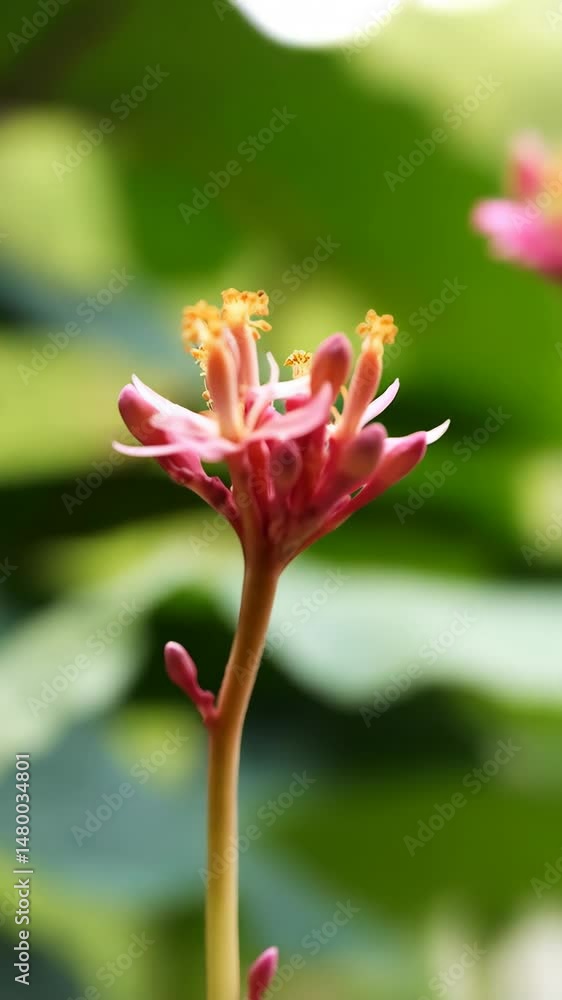 Close-up of a flowering Jatropha podagrica, also known as Buddha belly plant, with pink petals and orange stamens against a green background. Close-up of a flowering Jatropha podagrica, also known as Buddha belly plant, with pink petals and orange stamens against a green background.