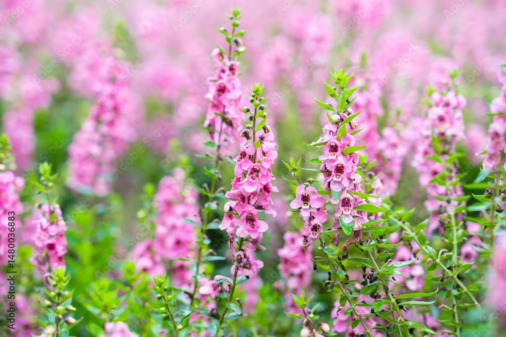 Beautiful pink Salvia nemorosa flowers in full bloom growing in the natural wind. Beautiful pink Salvia nemorosa flowers in full bloom growing in the natural wind.