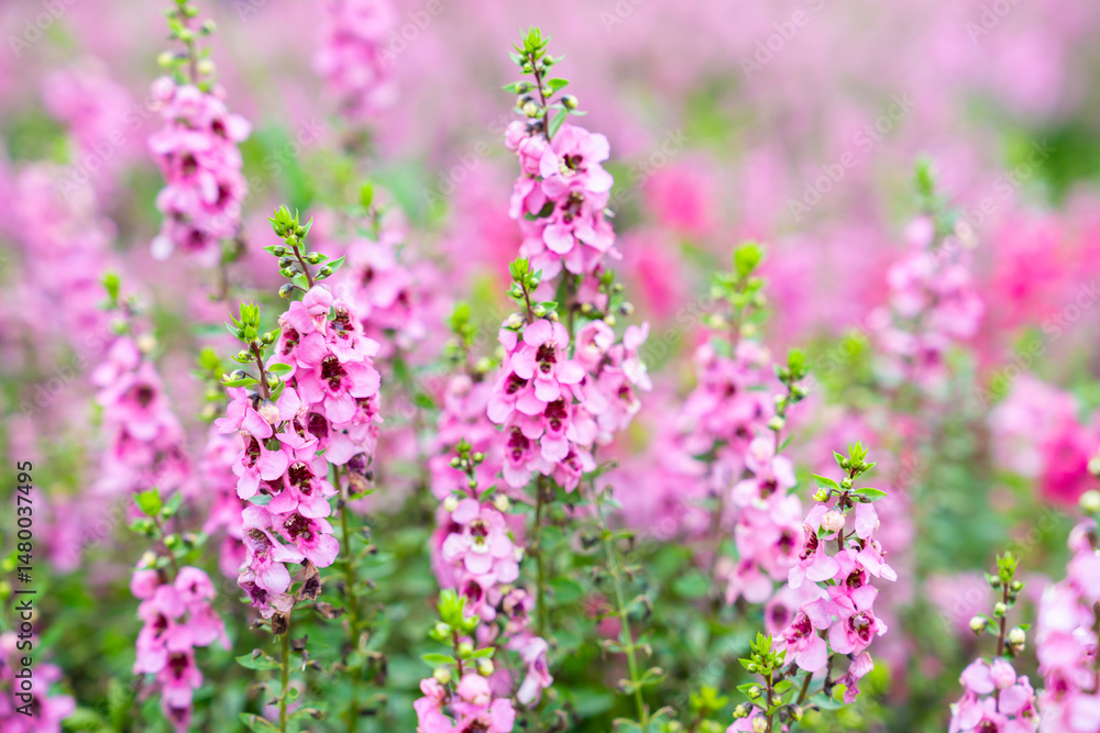Beautiful pink Salvia nemorosa flowers in full bloom growing in the natural wind. Beautiful pink Salvia nemorosa flowers in full bloom growing in the natural wind.