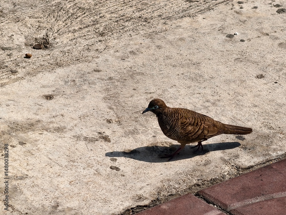 Obraz premium Brown Bird Walking on a Sunlit Concrete Surface with Shadows and Textures in a Serene Outdoor Setting