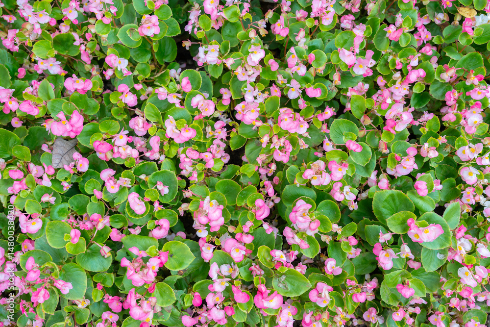 Obraz premium Blooming pink begonias, semperflorens begonias.