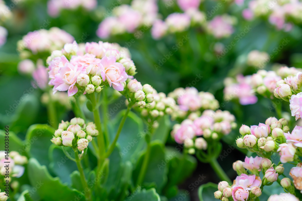 Vibrant Pink Kalanchoe blossfeldiana Blooming in Garden. Vibrant Pink Kalanchoe blossfeldiana Blooming in Garden.