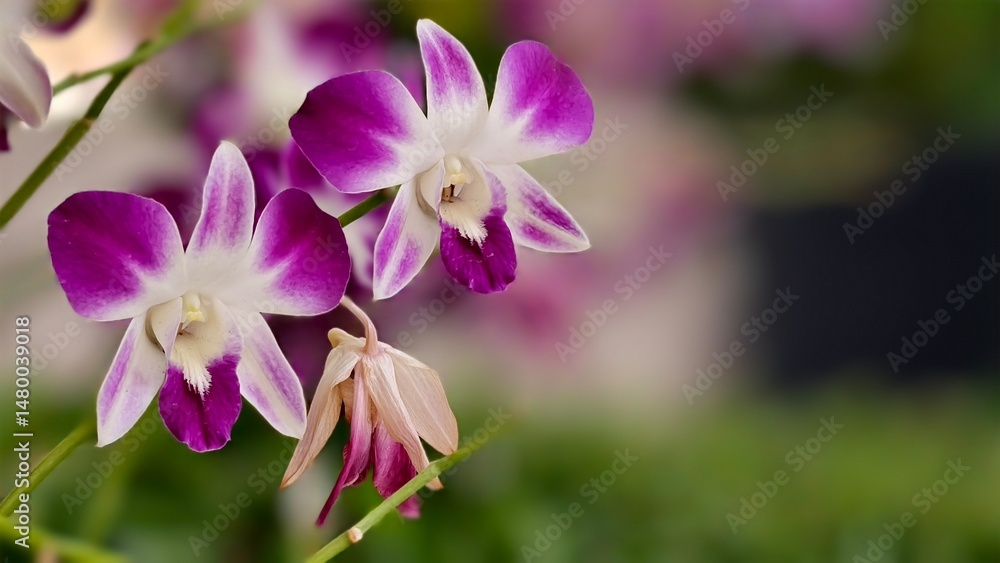 Beautiful Orchid Flowers with Purple and White Petals on Soft Blurred Background of Green Foliage Beautiful Orchid Flowers with Purple and White Petals on Soft Blurred Background of Green Foliage