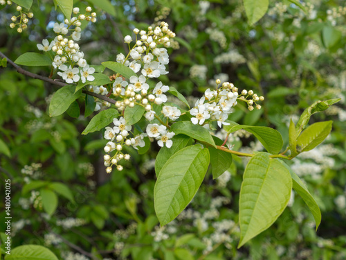 white bird cherry flowers