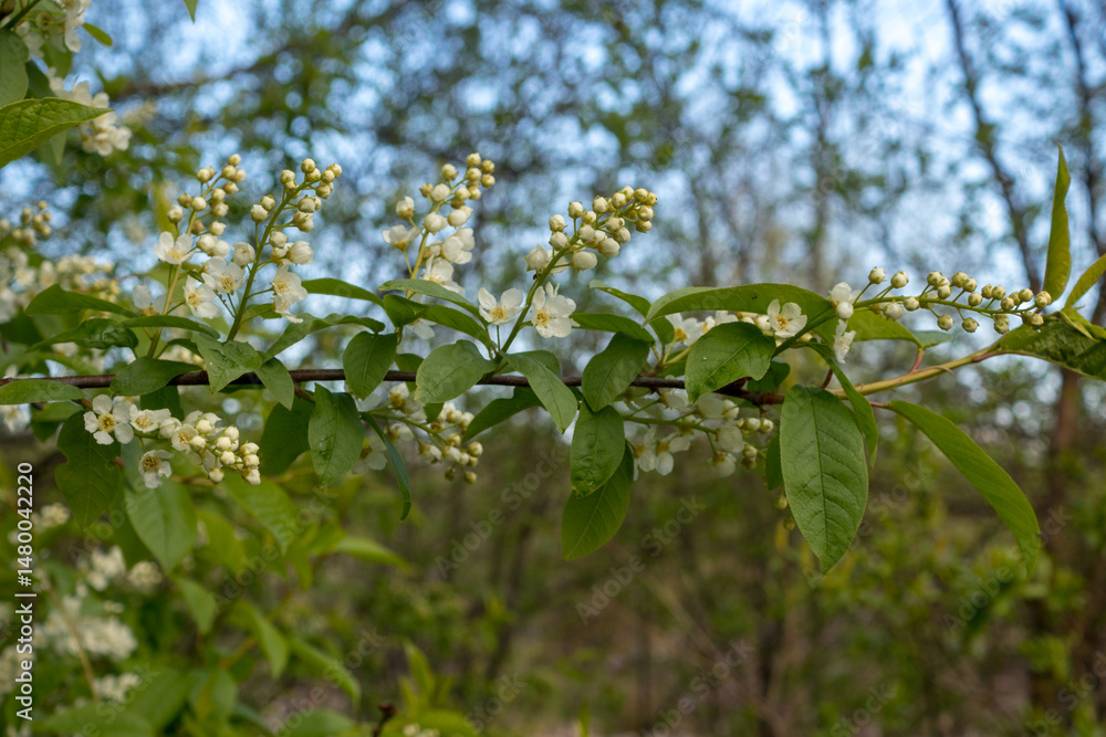 Fototapeta premium bird cherry flowers on branches in spring