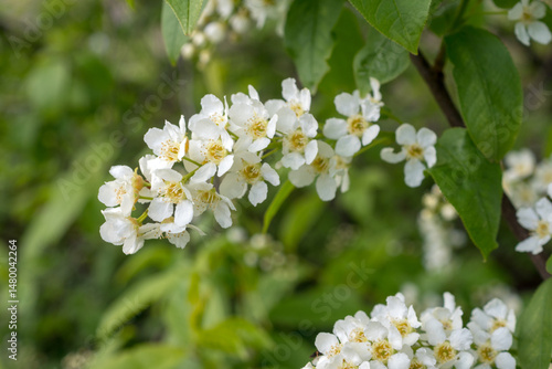 white bird cherry flowers on branches