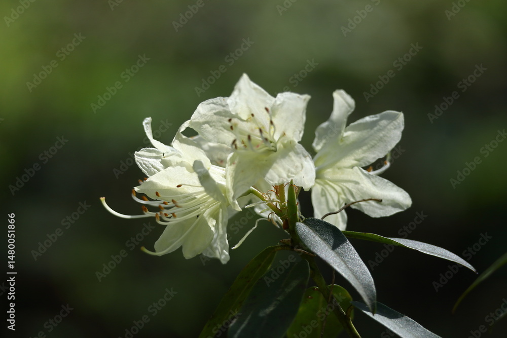 Obraz premium 咲き誇る情熱の花