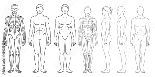 Male and Female Body Silhouettes Front and Side Views, Male Anatomy Diagrams Skeletal, Muscular, and Silhouette Views, human body anatomy, front, back, side view, vector woman and man