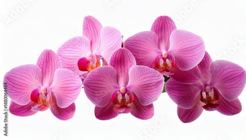 pink orchid flowers isolated
