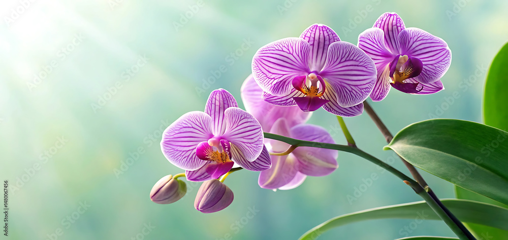 Obraz premium Stunning Purple Orchid Blooms A Delicate and Exotic Floral Display