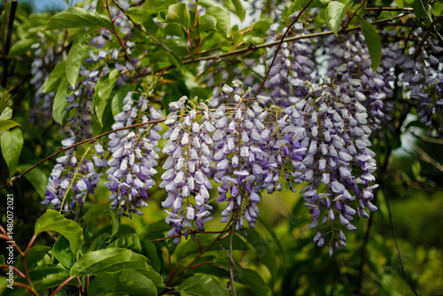 Blooming violet Wisteria Sinensis. Beautiful Prolific tree with scented, classic purple flowers in hanging racemes. Blue Chinese Glicinia