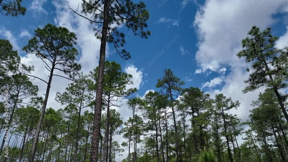 Looking up at pine trees in South Carolina forest while clouds pass overhead 