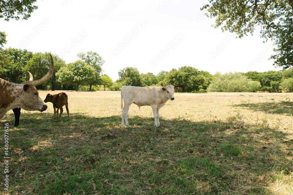 Obraz premium Texas longhorn cattle ranch with young cows in field during summer.