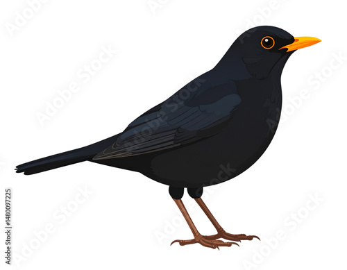 A simple vector illustration of a blackbird on a transparent background,