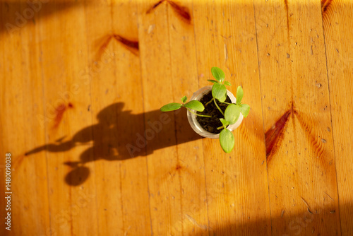 A young plant casting a soft and gentle shadow, showcasing its remarkable growth while emphasizing core sustainability principles